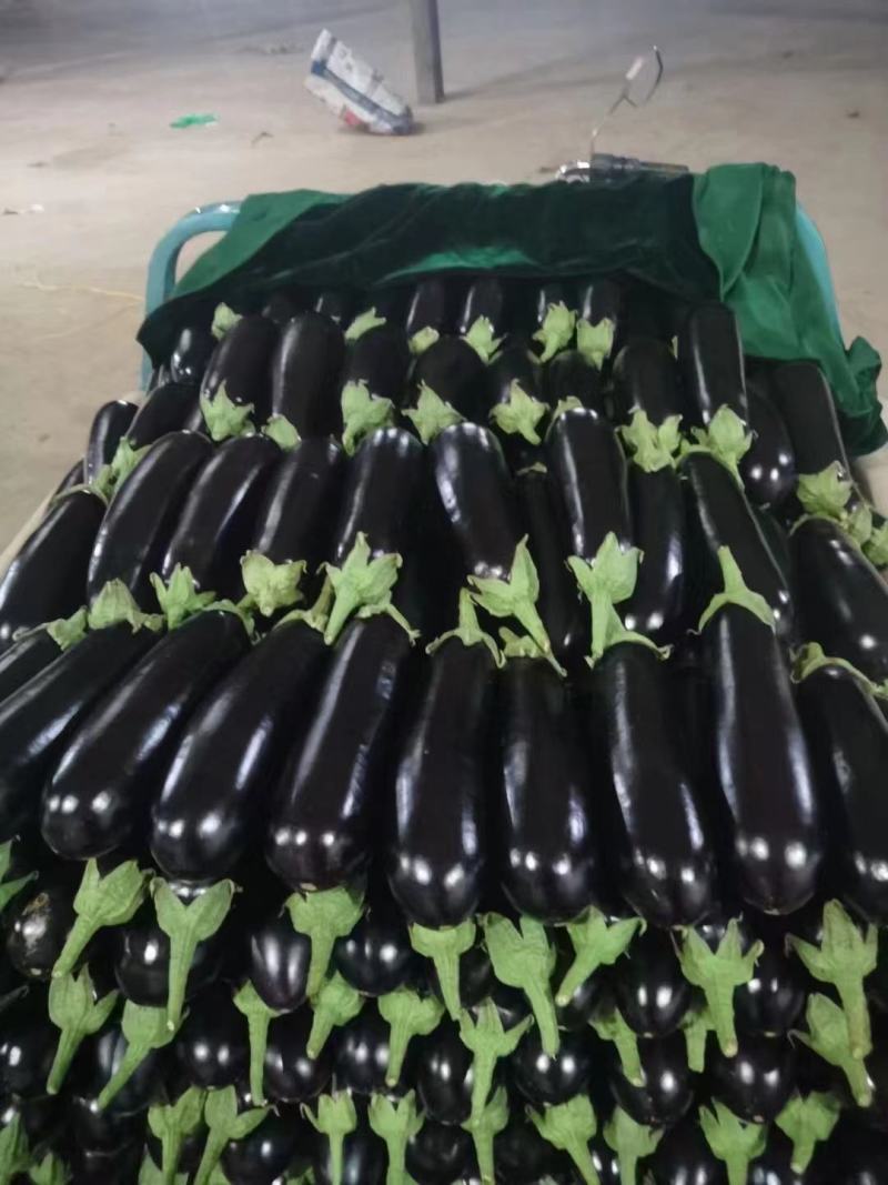765茄子产地直供颜色发亮货量充足现摘现发