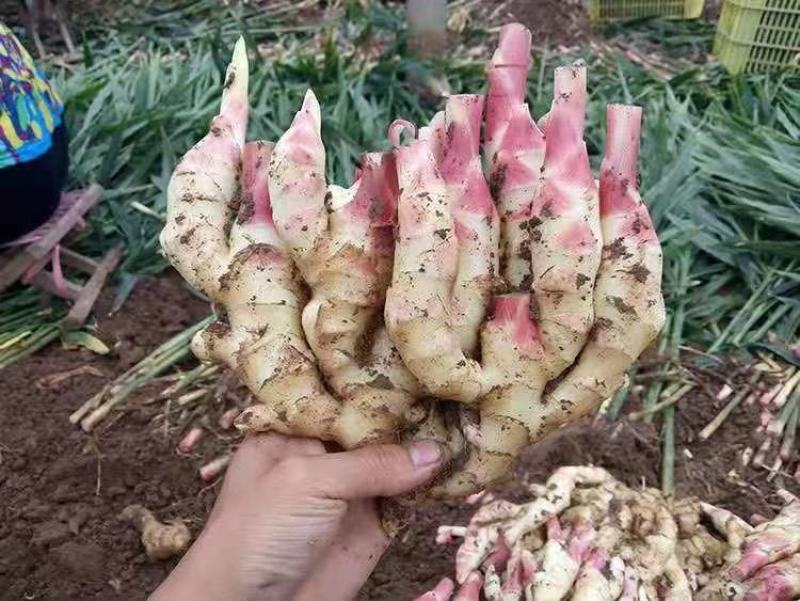 红芽鲜姜大量上市了，保质保量代存代卖提供冷库窖洞诚信经营