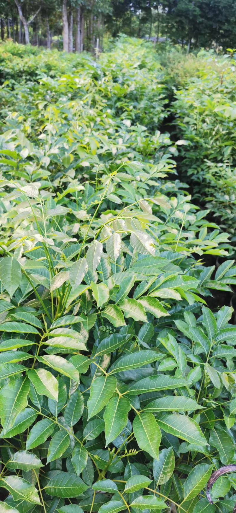 乌橄榄黑橄榄苗杯苗袋本地品种和吊思茅品种