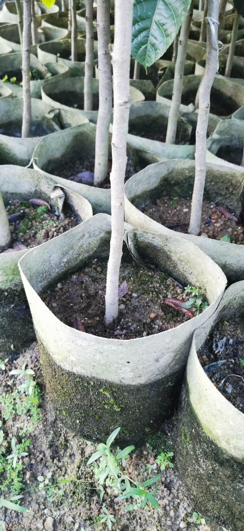 乌橄榄黑橄榄苗杯苗袋本地品种和吊思茅品种