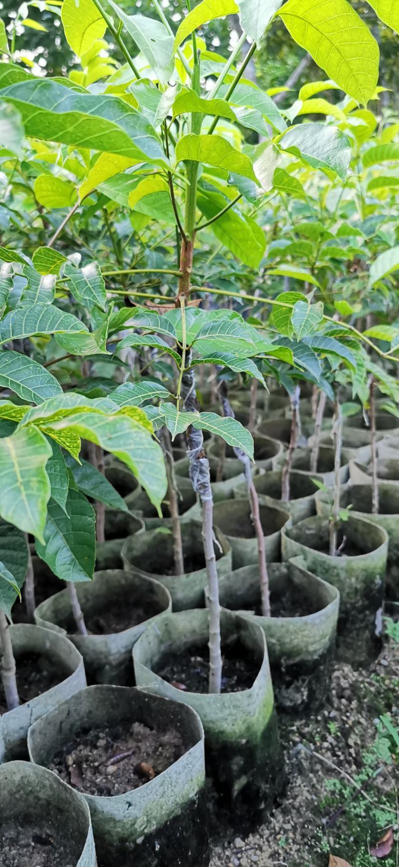 乌橄榄黑橄榄苗杯苗袋本地品种和吊思茅品种