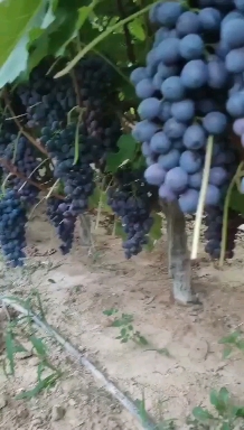 夏黑葡萄