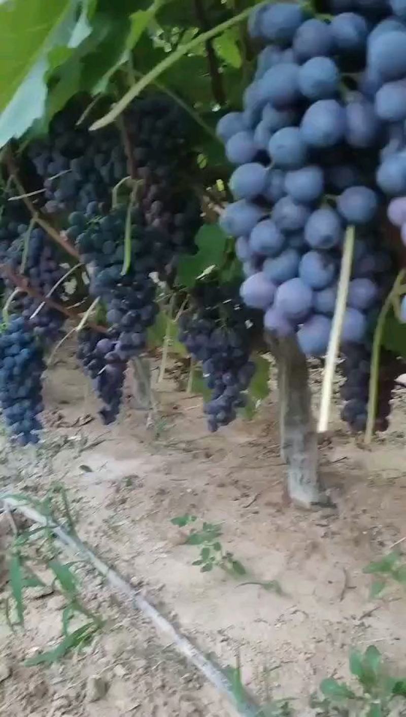 夏黑葡萄