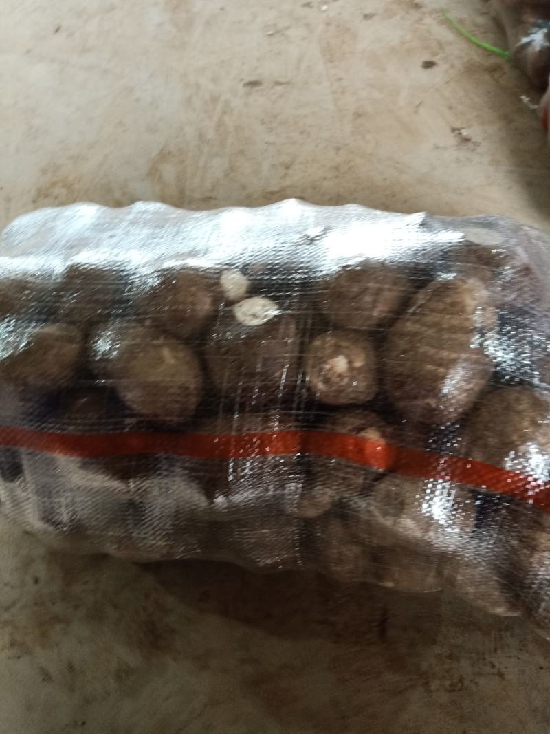 优质毛芋头大量有货，需要的老板联系优质芋头各种分级货订购