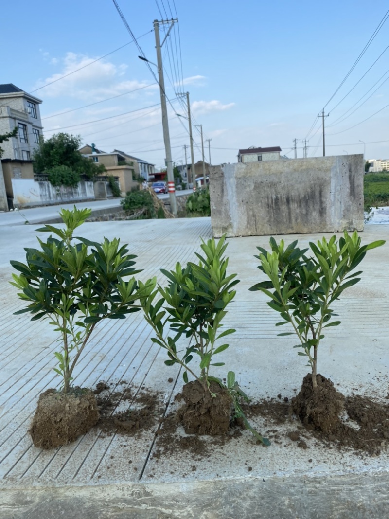 ★精品：毛鹃夏鹃批发各种规格齐全！！