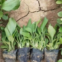 黑心菊，一手货源，大量有货，基地直发，价格实惠