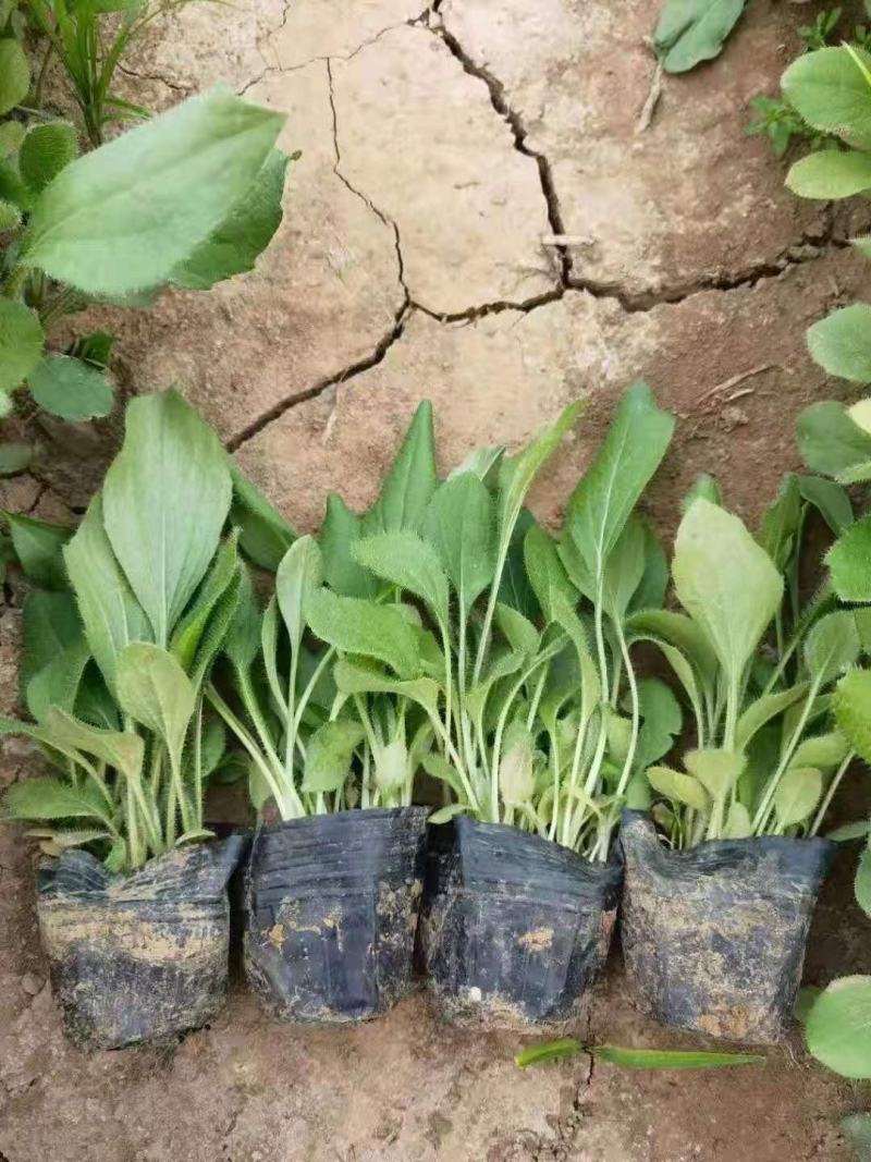 黑心菊，一手货源，大量有货，基地直发，价格实惠