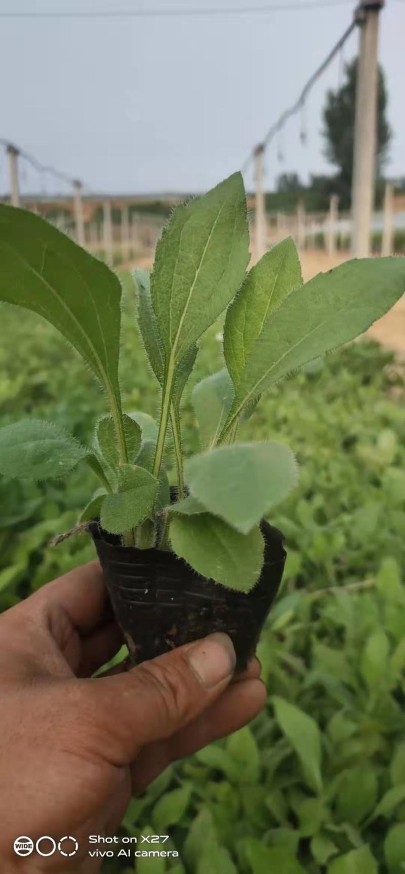黑心菊，一手货源，大量有货，基地直发，价格实惠