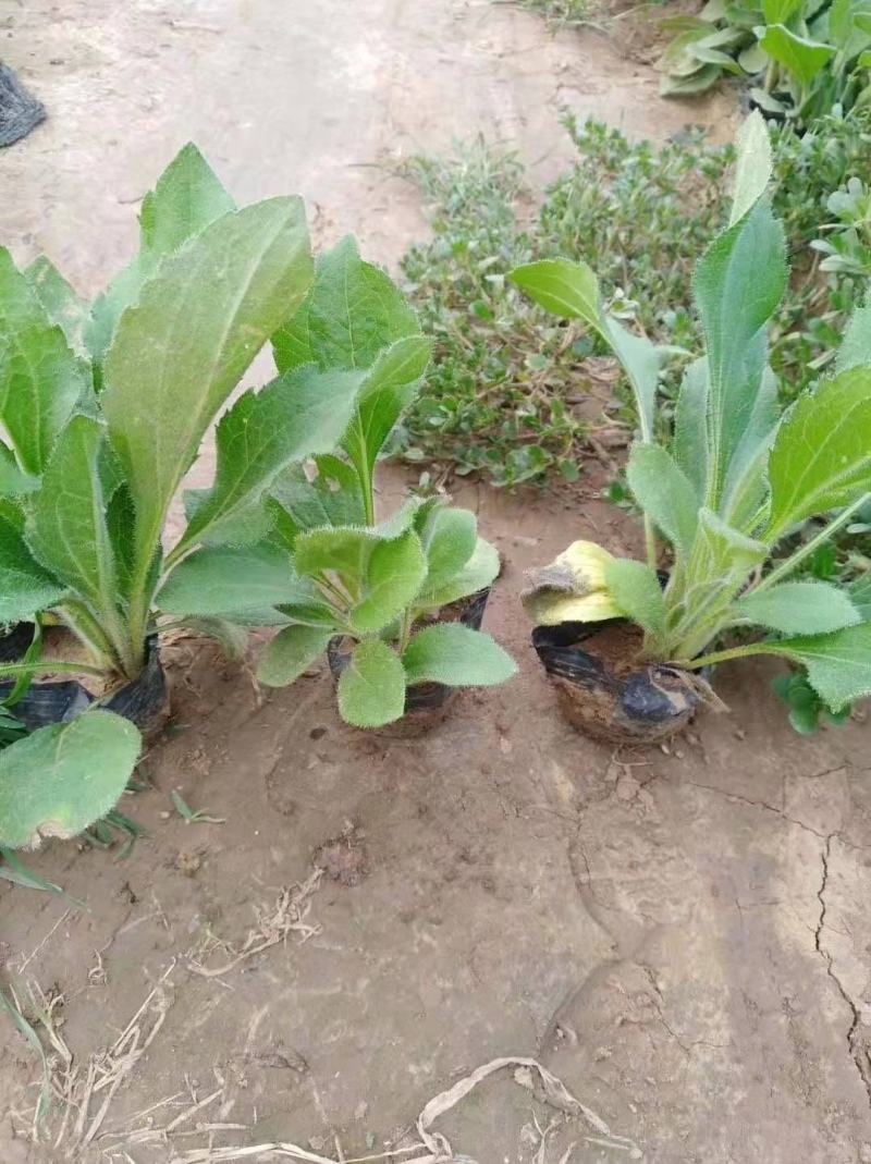 黑心菊，一手货源，大量有货，基地直发，价格实惠