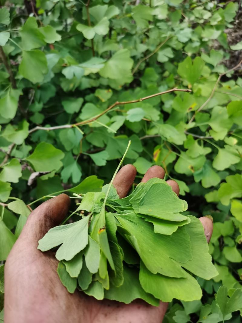 新鲜晒干秦岭银杏叶茶银杏茶银杏叶片白果叶茶500克包邮