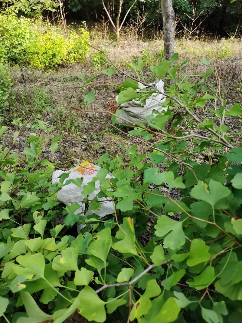 新鲜晒干秦岭银杏叶茶银杏茶银杏叶片白果叶茶500克包邮