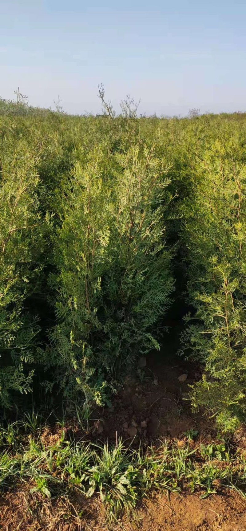 侧柏（基地直发）0.5-2.5米量大。土球苗，杯苗。