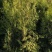 侧柏（基地直发）0.5-2.5米量大。土球苗，杯苗。