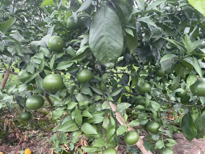 爱媛38号预售