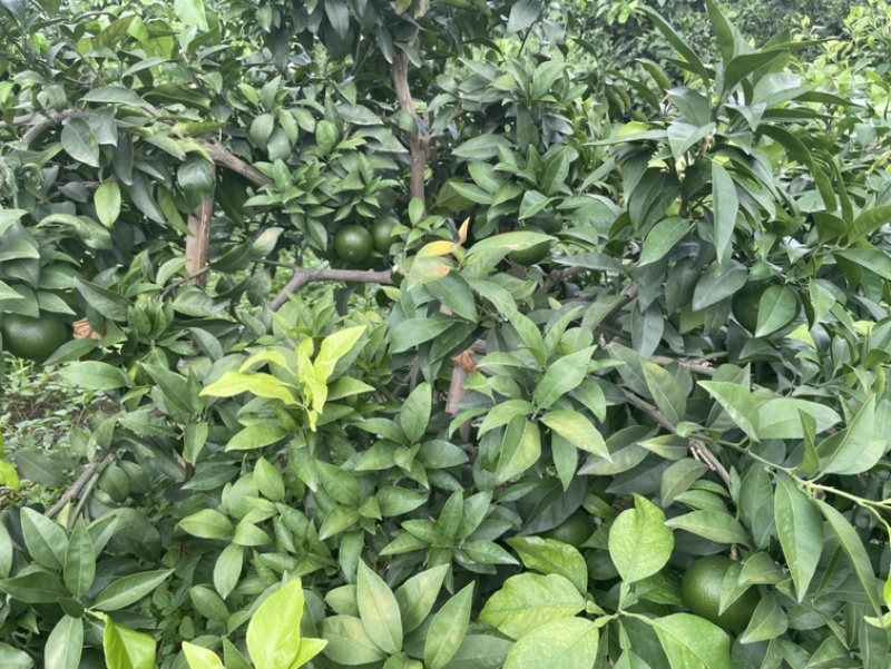 爱媛38号预售