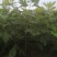 檫木一年生小苗，造林用苗，高度50-1米一年生苗好苗。