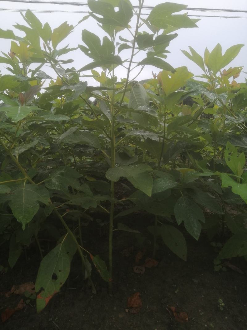 檫木一年生小苗，造林用苗，高度50-1米一年生苗好苗。