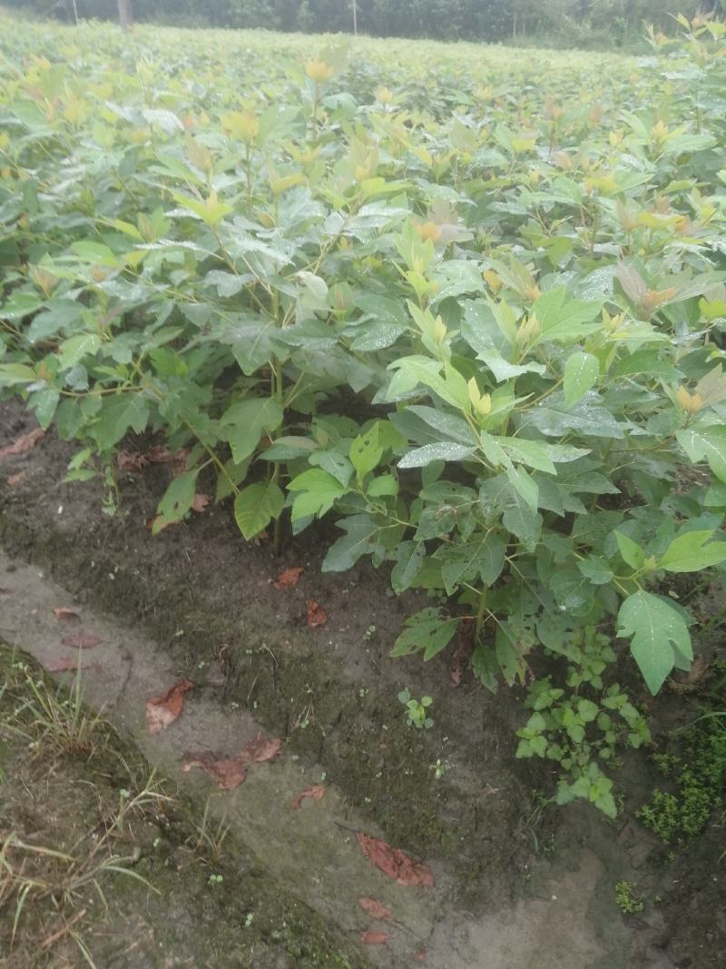 檫木一年生小苗，造林用苗，高度50-1米一年生苗好苗。