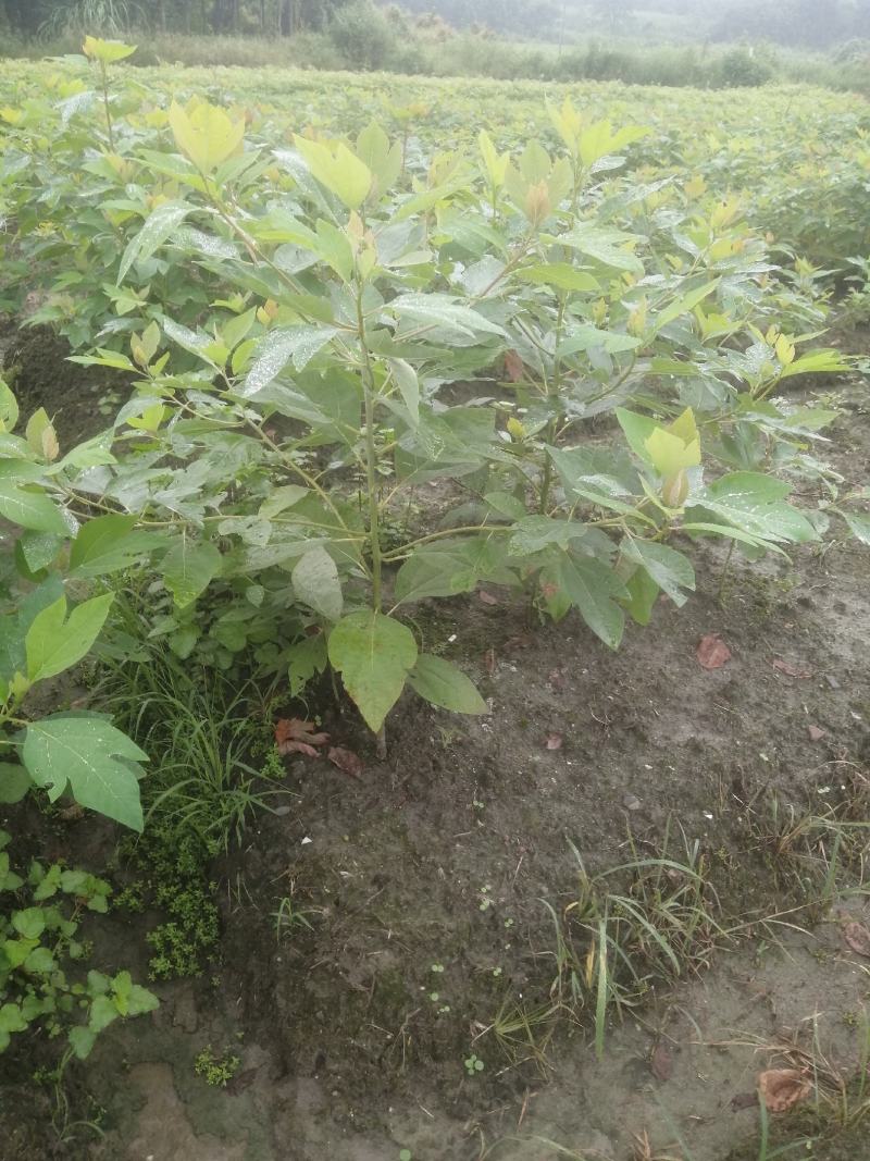 檫木一年生小苗，造林用苗，高度50-1米一年生苗好苗。