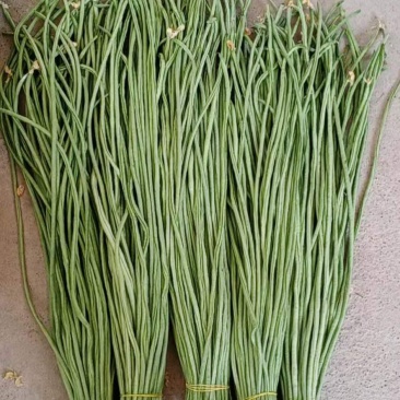 精品青长条豆角大量上市不老条，质量欢迎各位老板订购