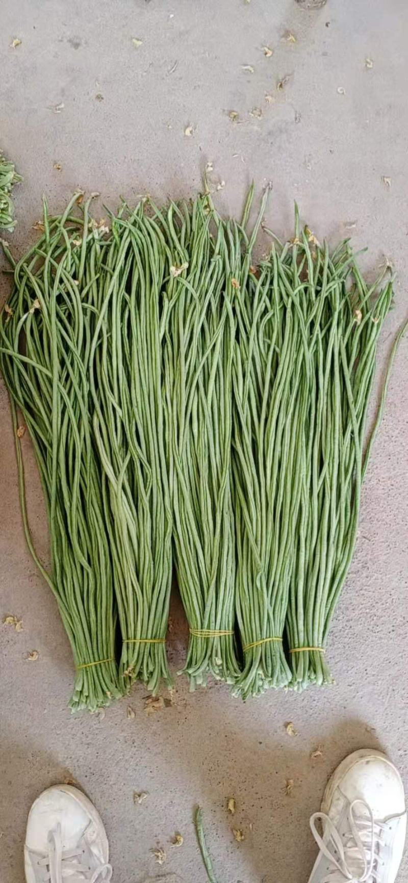 精品青长条豆角大量上市不老条，质量欢迎各位老板订购