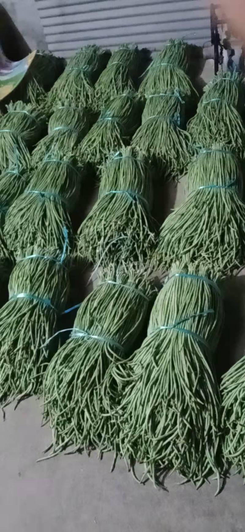 精品青长条豆角大量上市不老条，质量欢迎各位老板订购