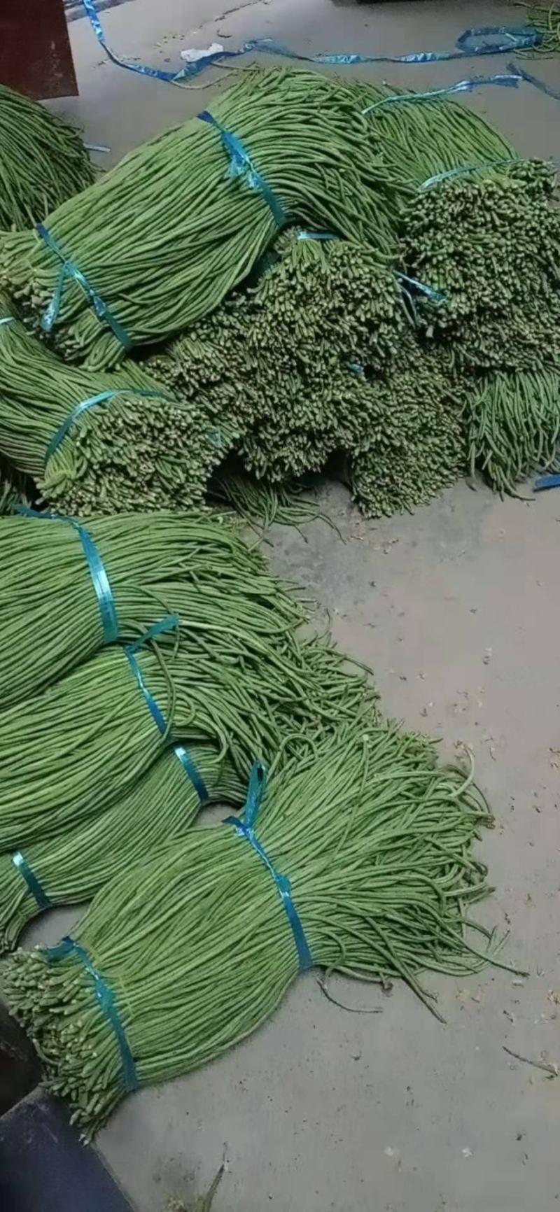 精品青长条豆角大量上市不老条，质量欢迎各位老板订购