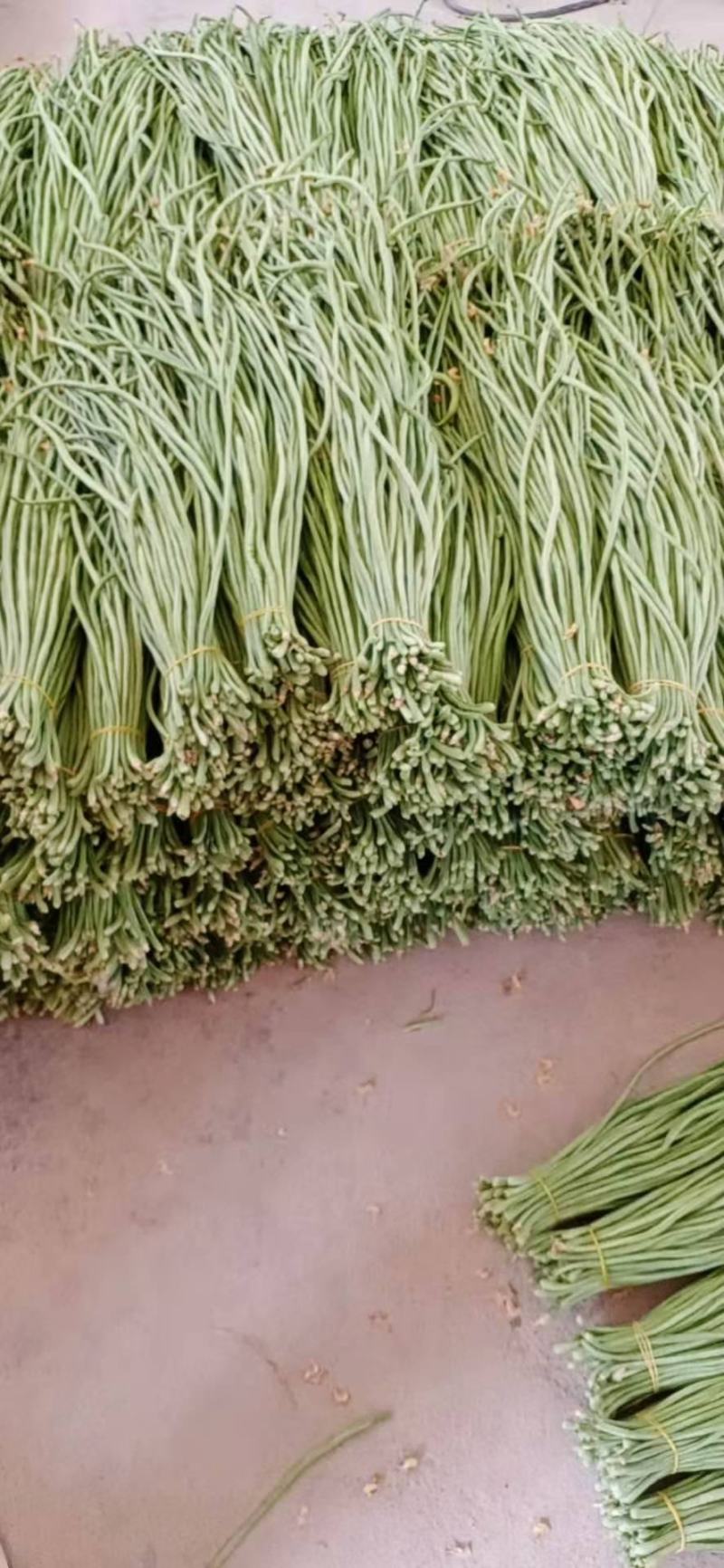 精品青长条豆角大量上市不老条，质量欢迎各位老板订购