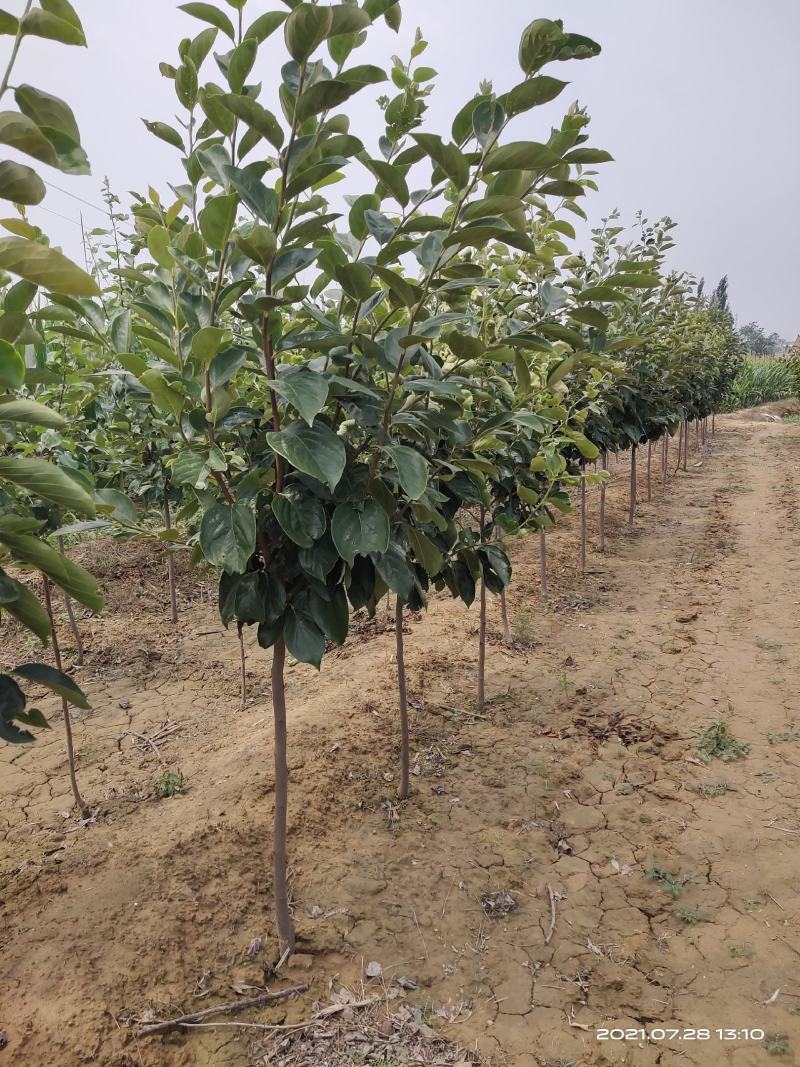 柿子树李子树杏树樱桃树梨树桃树核桃树大量果树上市了
