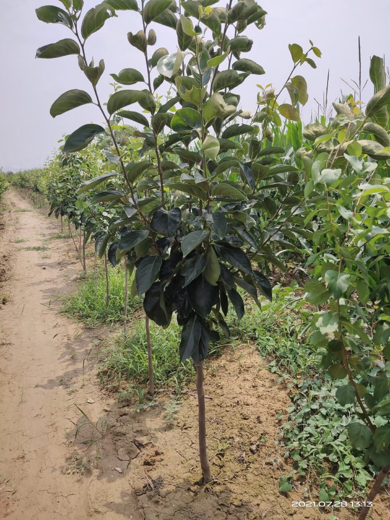 柿子树李子树杏树樱桃树梨树桃树核桃树大量果树上市了