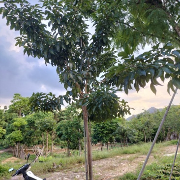 紫花风铃木移植苗产地直销
