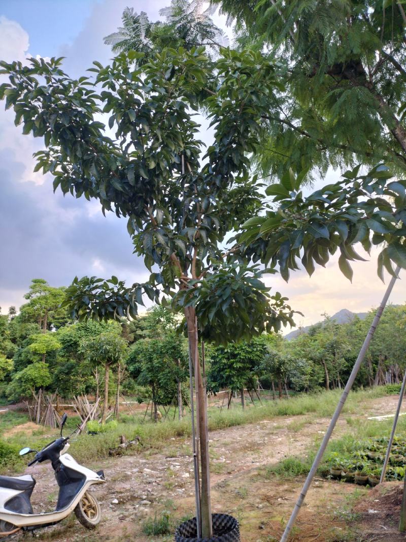 紫花风铃木移植苗产地直销