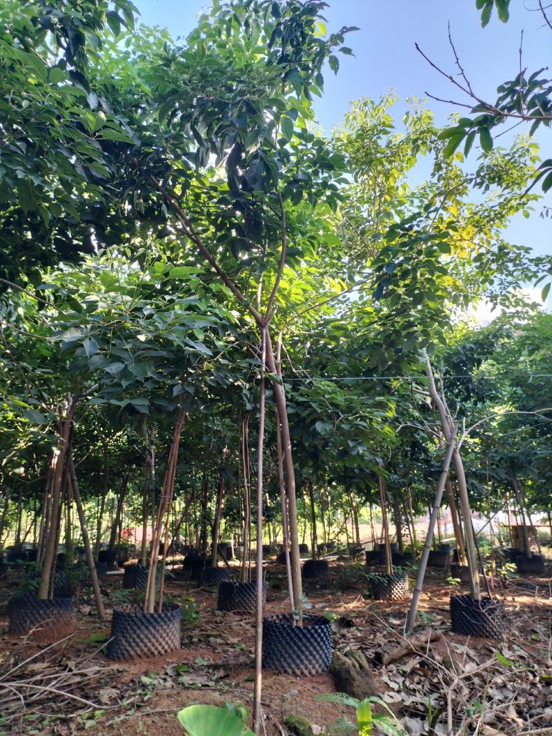 紫花风铃木移植苗产地直销