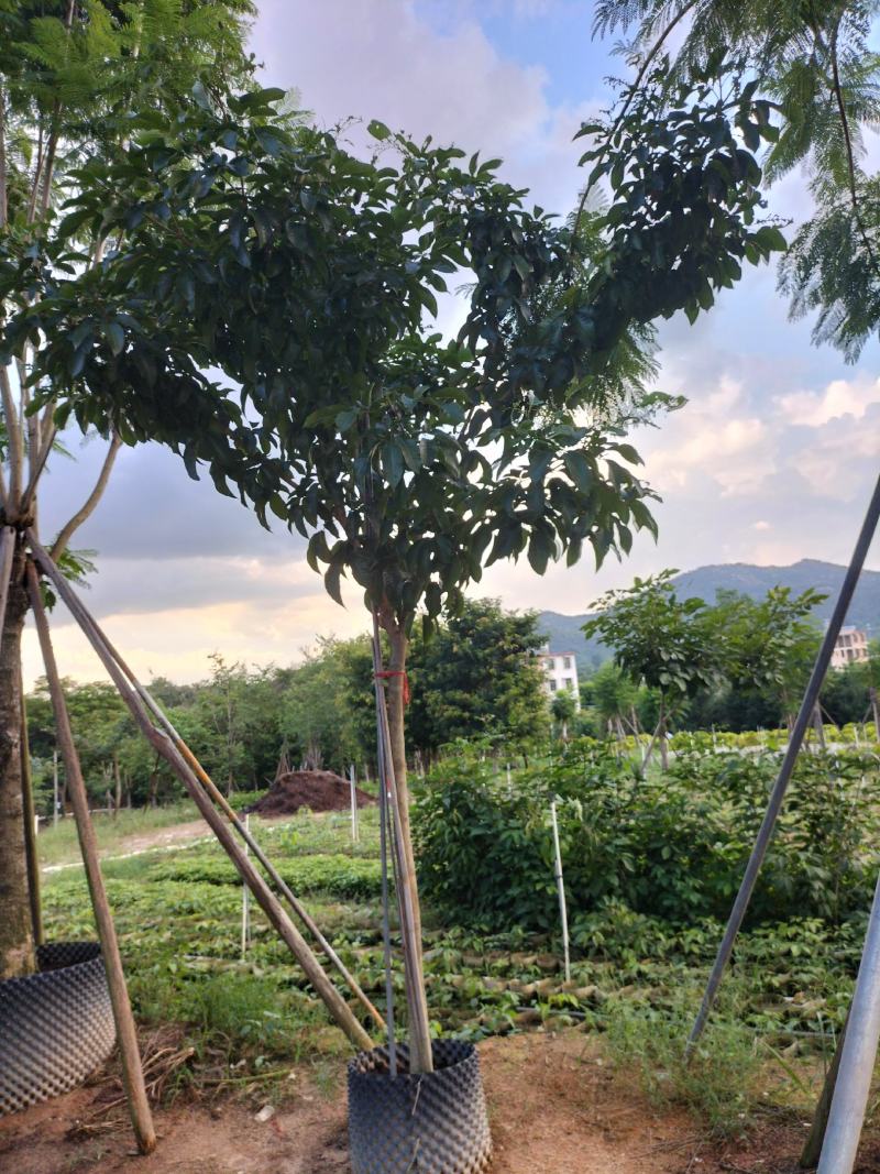 紫花风铃木移植苗产地直销