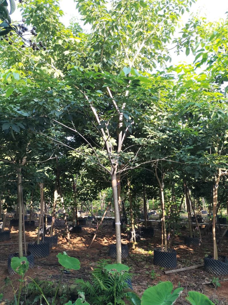 紫花风铃木移植苗产地直销