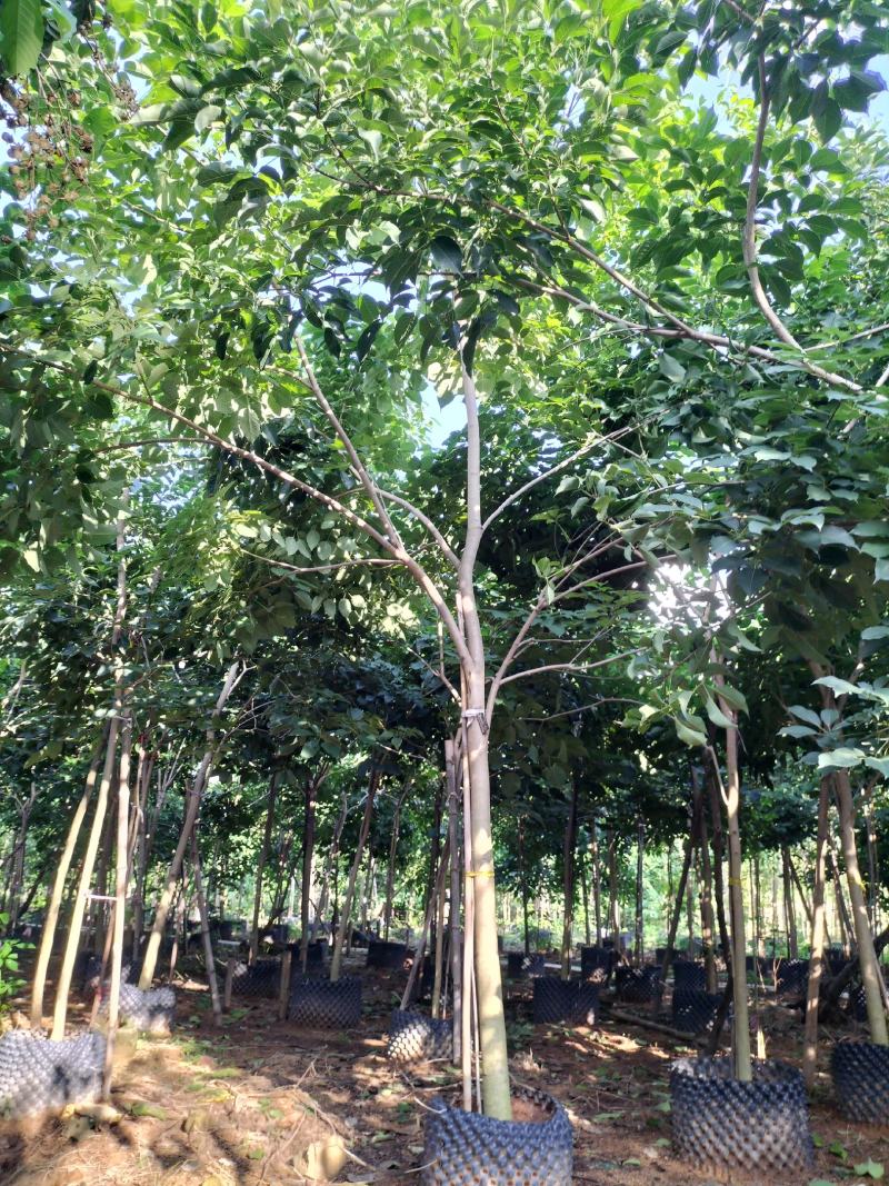 紫花风铃木移植苗产地直销