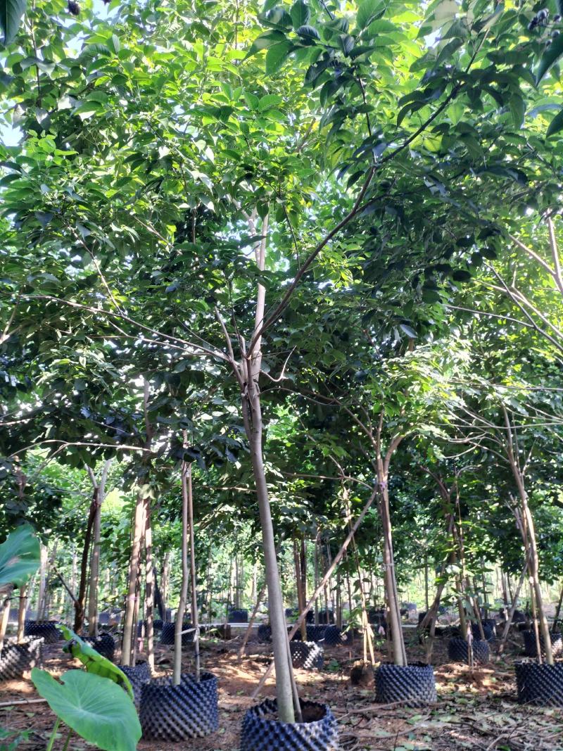 紫花风铃木移植苗产地直销