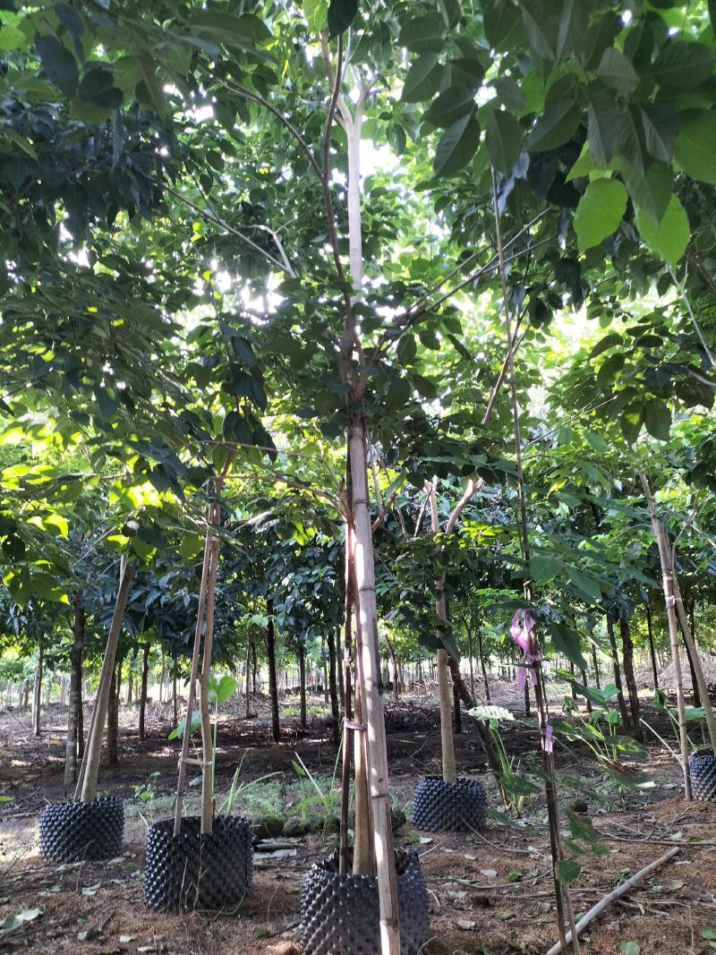 紫花风铃木移植苗产地直销