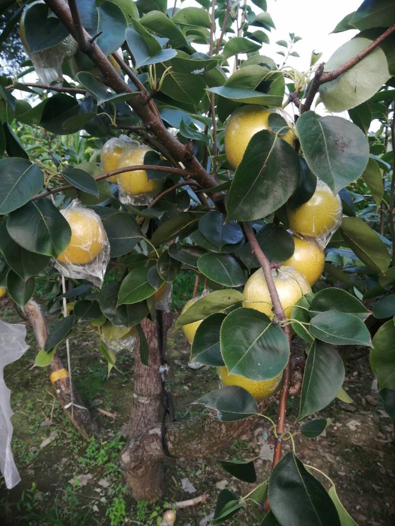 皇冠梨甘甜可口，无渣，诚信代办，欢迎新老客户订购