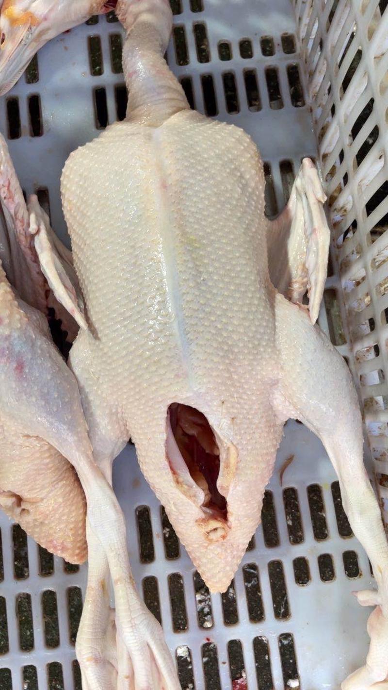 生鲜老番鸭白条番鸭一点红老鸭90天左右净重4-9斤