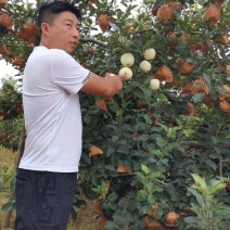 全国发货，辽宁省绥中县，黄元帅苹果，黄金帅，开始订货了