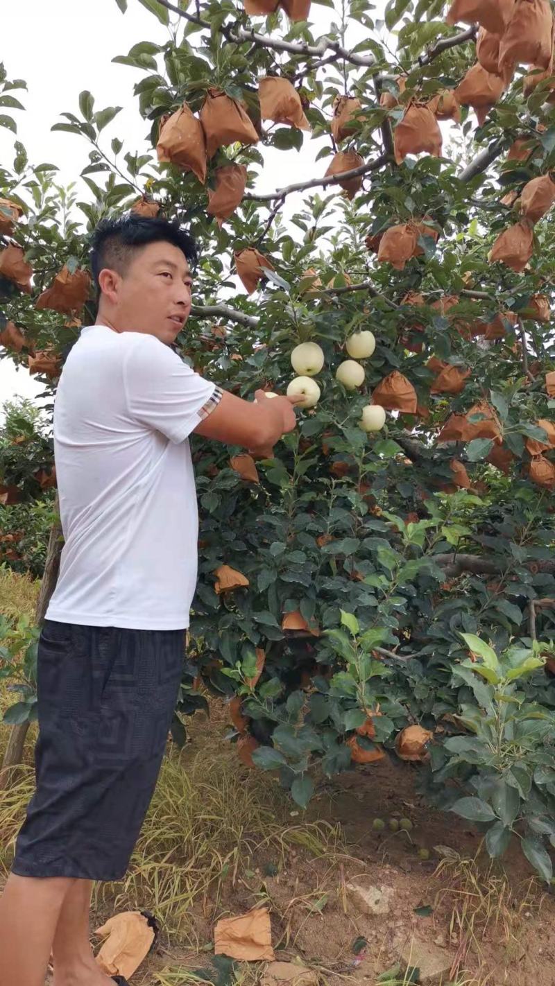 全国发货，辽宁省绥中县，黄元帅苹果，黄金帅，开始订货了