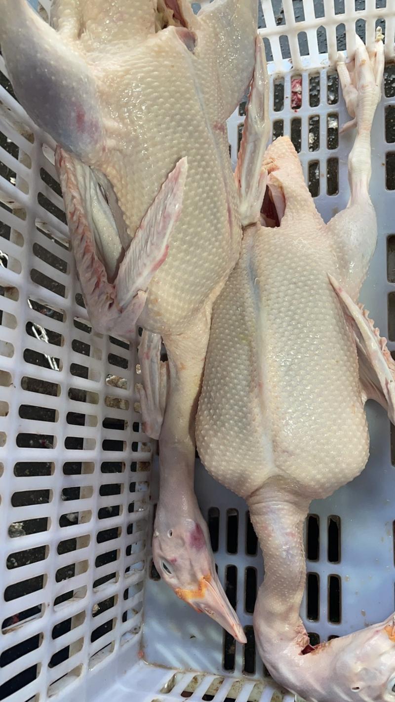 生鲜老番鸭白条番鸭一点红老鸭90天左右净重4-9斤