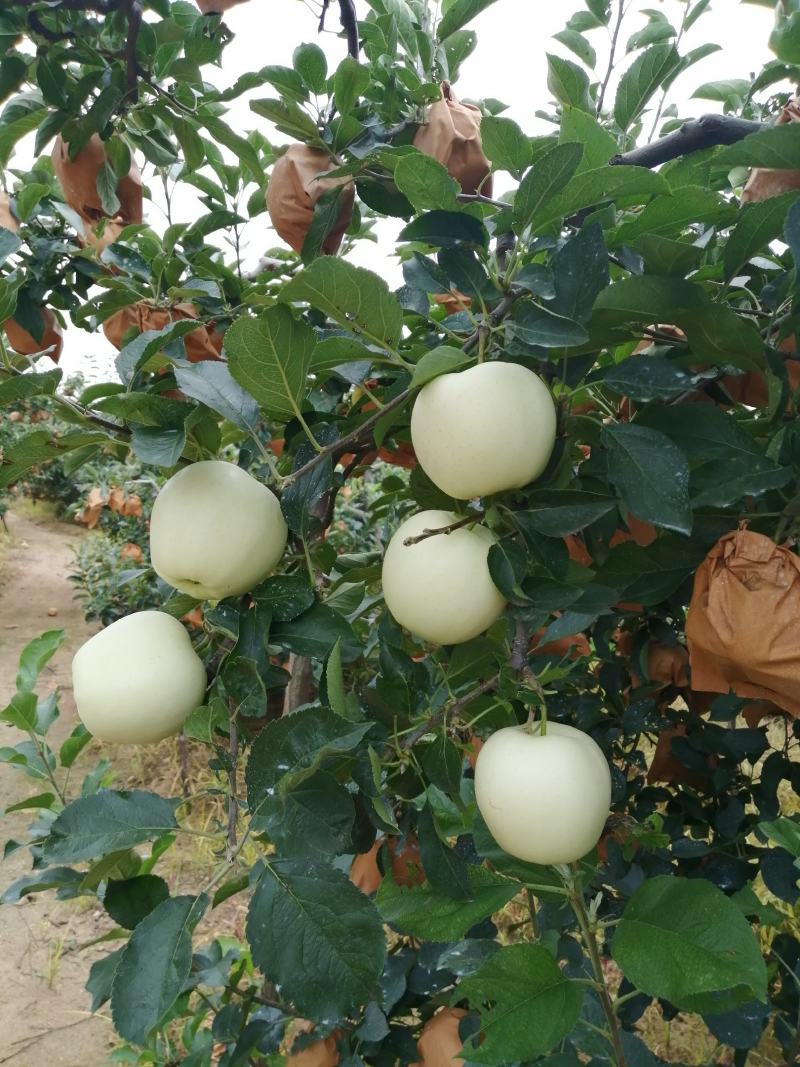 全国发货，辽宁省绥中县，黄元帅苹果，黄金帅，开始订货了