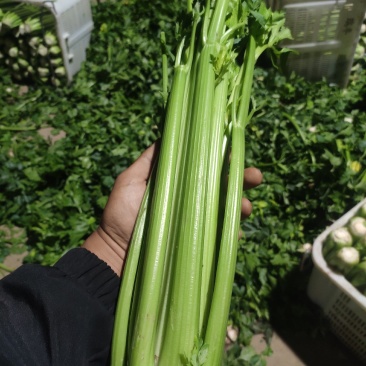 芹菜精品大芹菜自产宁夏固原