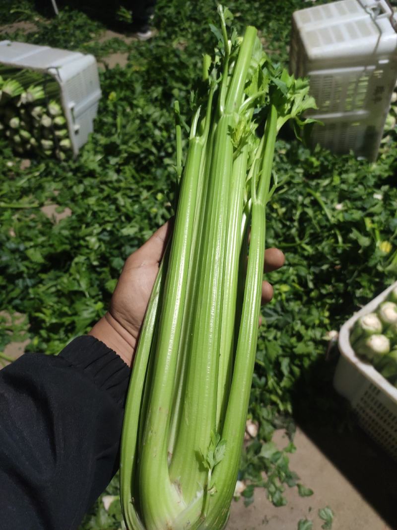 芹菜精品大芹菜自产宁夏固原