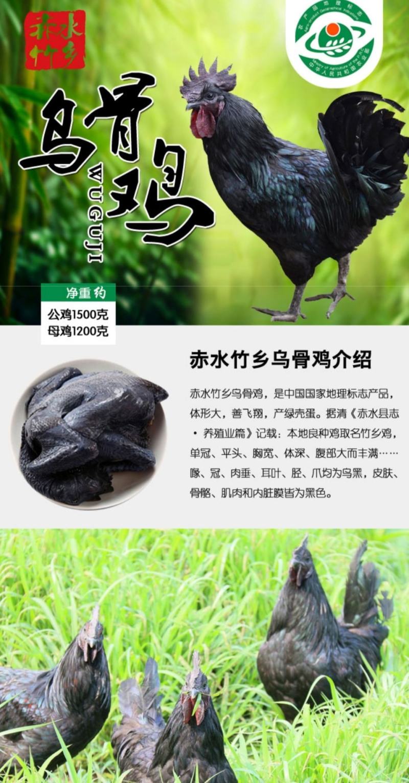 多彩贵州国家地标土鸡产品赤水特产乌骨鸡生态无公害散养鸡