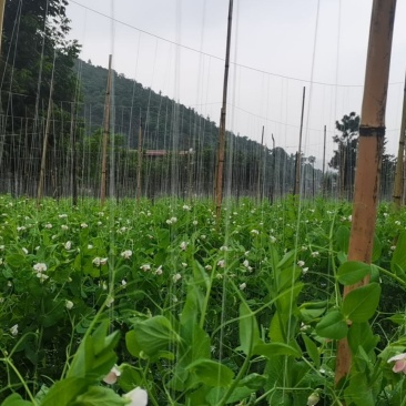 荷兰豆