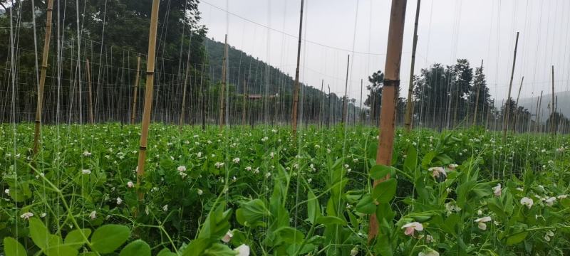 荷兰豆