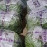 会理大青豆，条子长，品质好，刚上市，有市场的老板欢迎来电